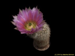 Echinocereus dasyacanthus SB732 986